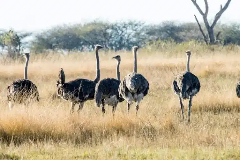 ダチョウの群れ